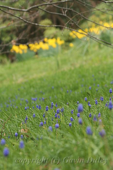 Bluebells, Cloudehill Gardens IMG_6545.JPG